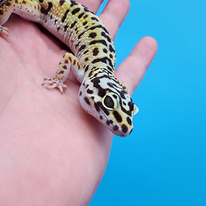 Female Hyper Xanthic Bold Turcmenicus possible W&Y (funky head stamp line)