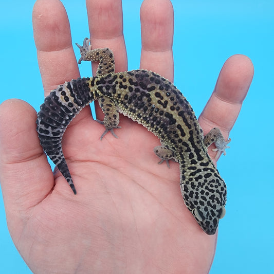 Female 75% Black Night 25% Mandarin (B-Tier)
