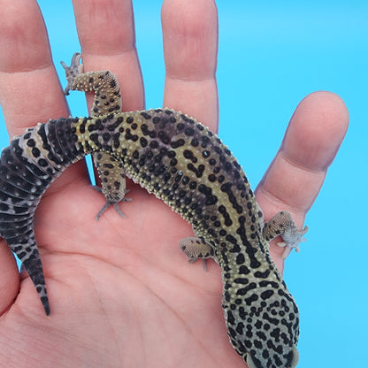 Female 75% Black Night 25% Mandarin (B-Tier)