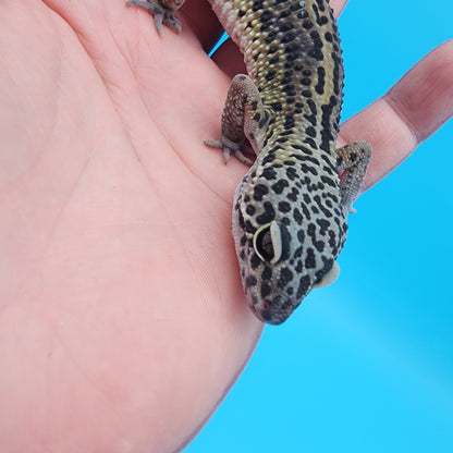Female 75% Black Night 25% Mandarin (B-Tier)