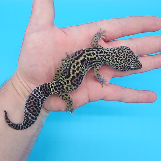Male Black Night possible het eclipse (B-Tier)