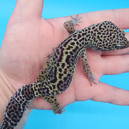 Male Black Night possible het eclipse (B-Tier)