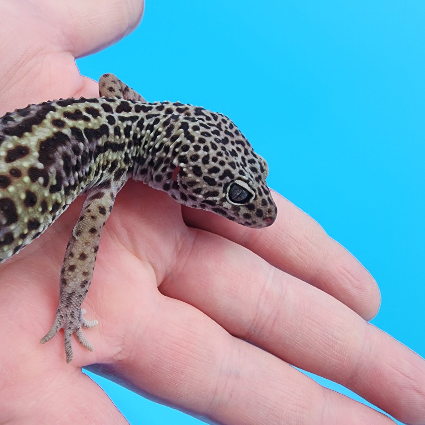 Male Black Night possible het eclipse (B-Tier)