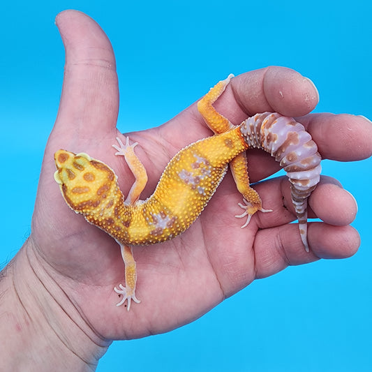 Female Mandarin Inferno Tremper Albino W&Y