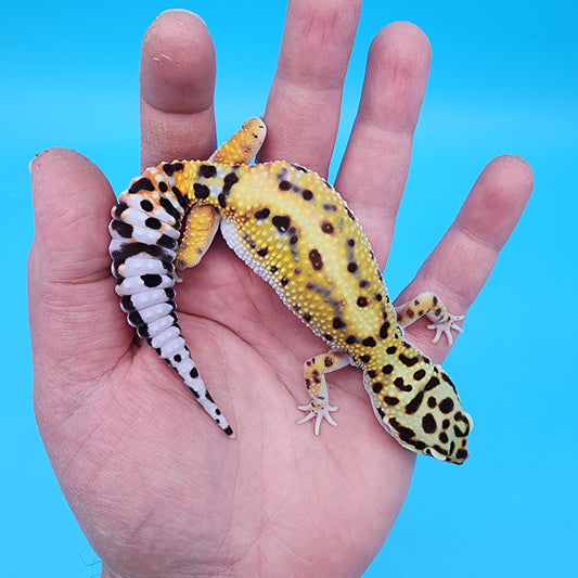 Female Hyper Xanthic Bold Bandit possible W&Y (tiny extra piece of skin under belly, visual effect only)