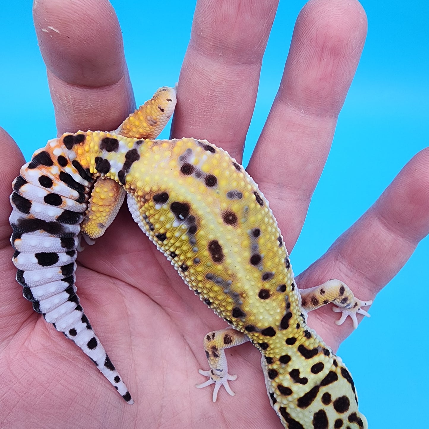 Female Hyper Xanthic Bold Bandit possible W&Y (tiny extra piece of skin under belly, visual effect only)