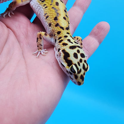 Female Hyper Xanthic Bold Bandit possible W&Y (tiny extra piece of skin under belly, visual effect only)