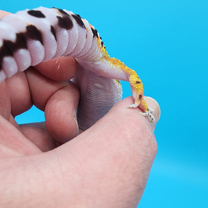 Female Hyper Xanthic Bold Bandit possible W&Y (tiny extra piece of skin under belly, visual effect only)