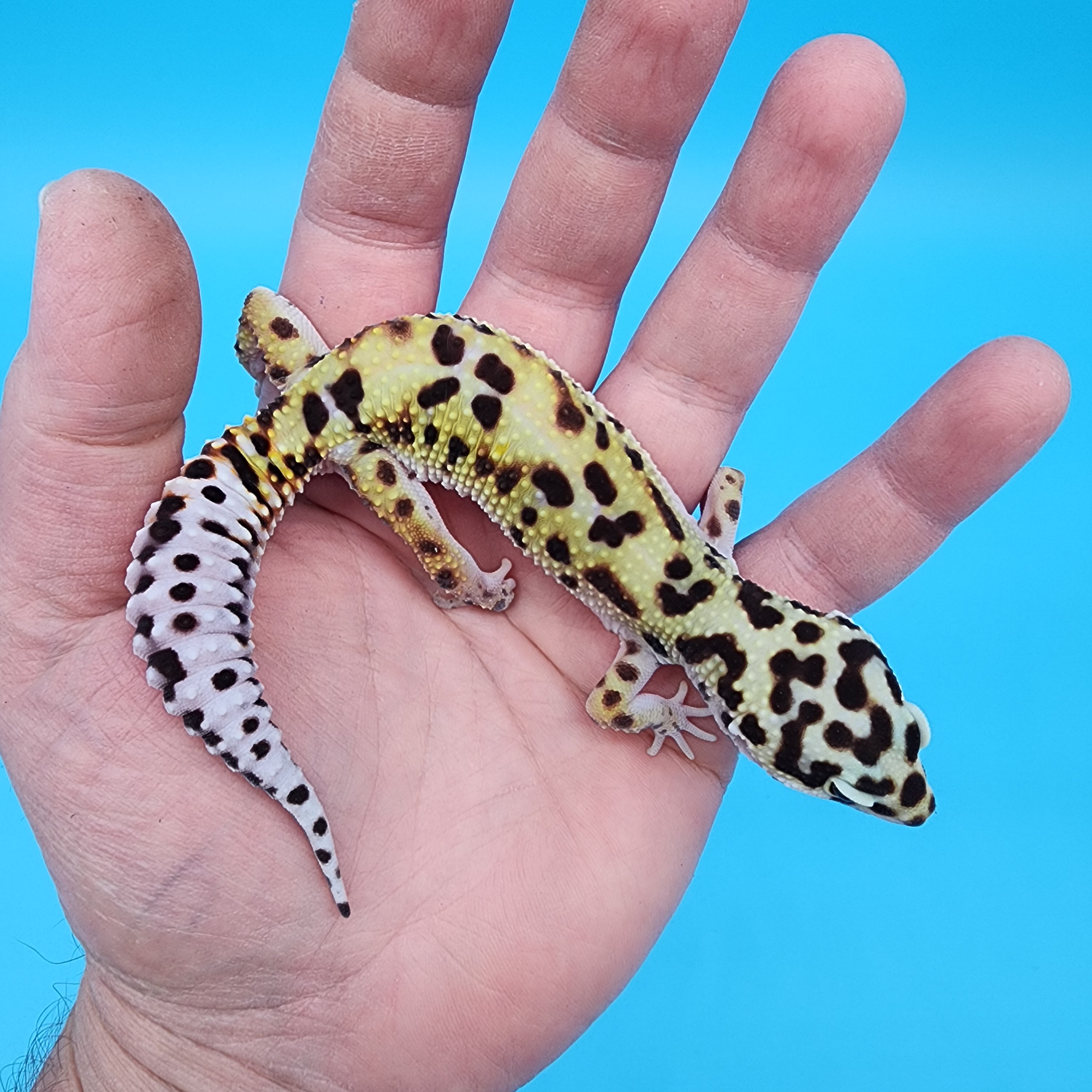 Female Hyper Xanthic Bold Bandit possible W&Y – Frank Cuzzolina