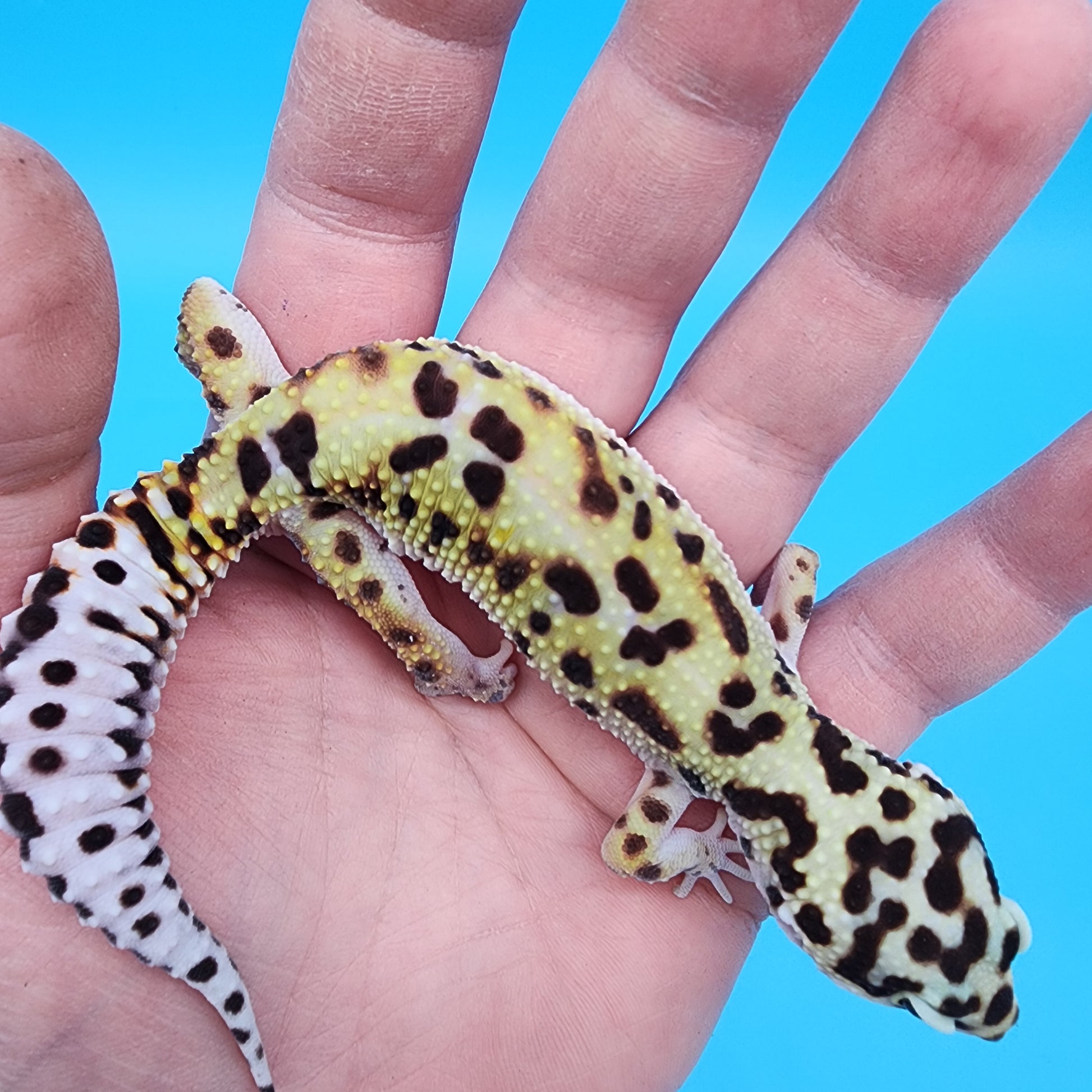 Female Hyper Xanthic Bold Bandit possible W&Y – Frank Cuzzolina