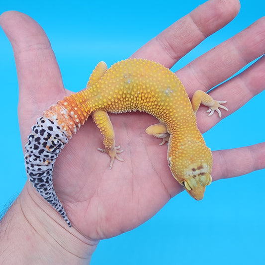 Female Giant Blood Bold Emerine Hypo