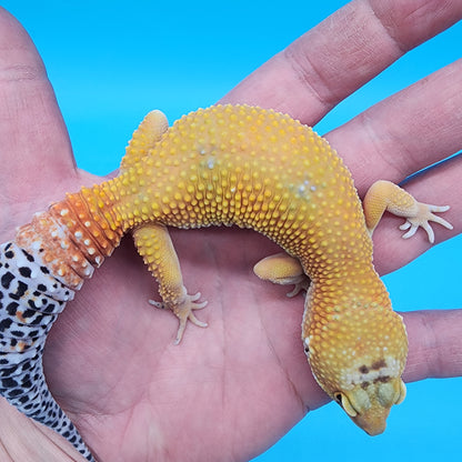 Female Giant Blood Bold Emerine Hypo