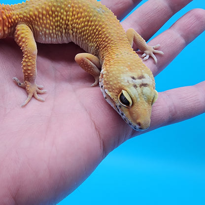 Female Giant Blood Bold Emerine Hypo