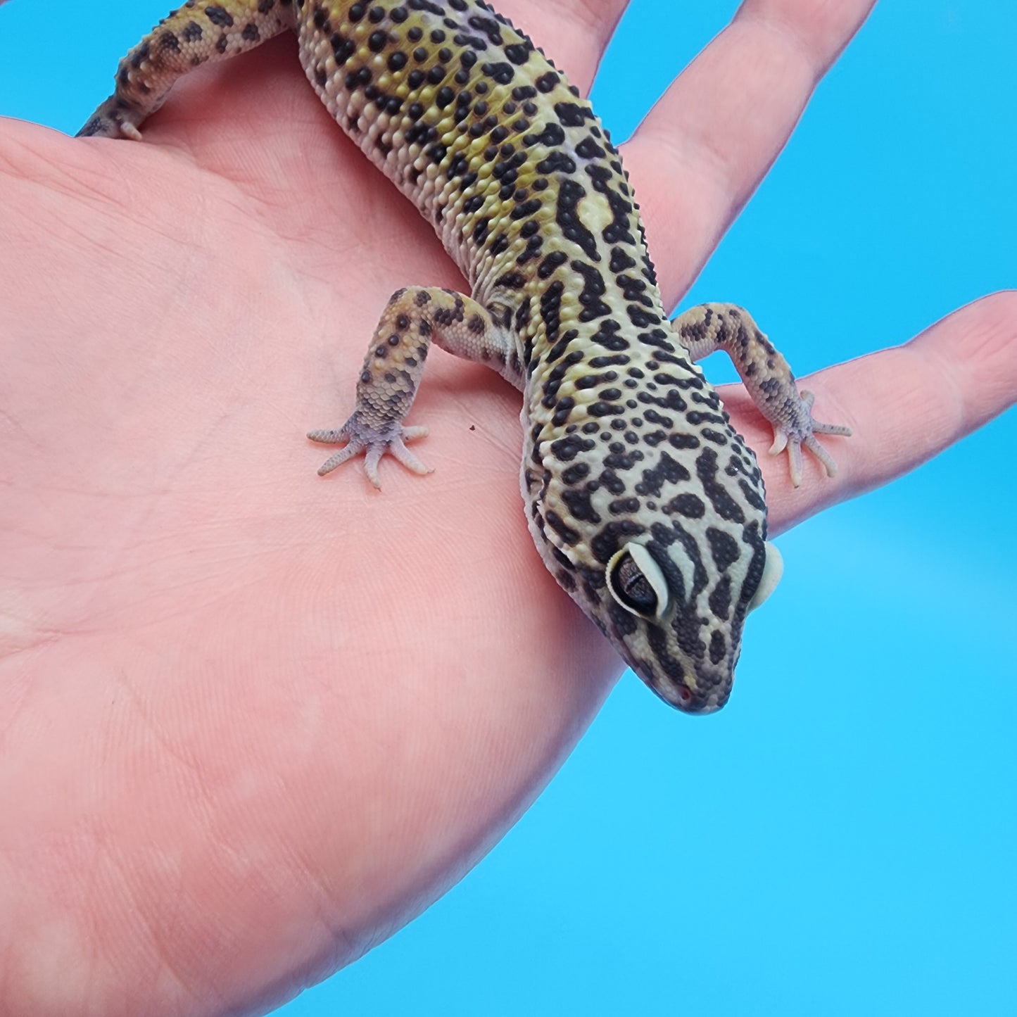 Male Black Night (C-Tier)