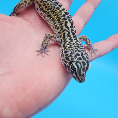 Male Black Night (C-Tier)