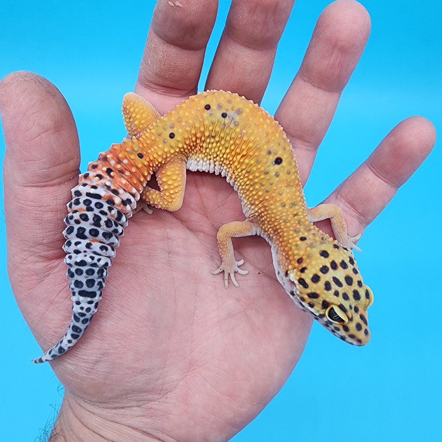 Female Giant Blood Bold Emerine