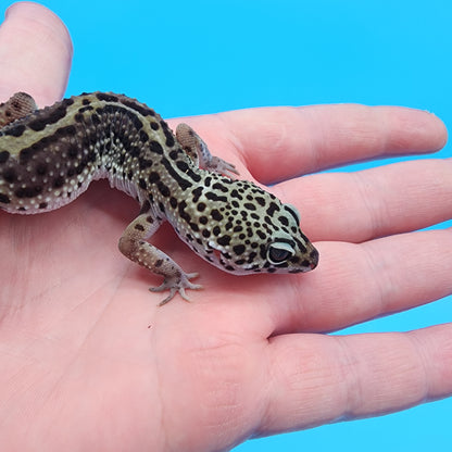 Female 87.5% Black Night 12.5% Mandarin (B-Tier)