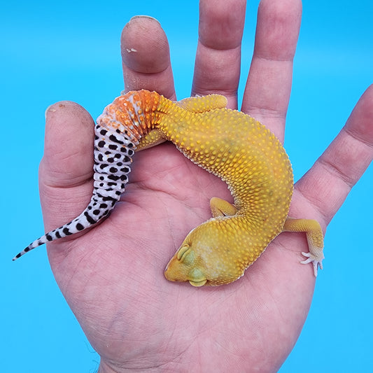 Female Giant Blood Bold Emerine Hypo