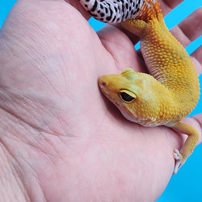 Female Giant Blood Bold Emerine Hypo