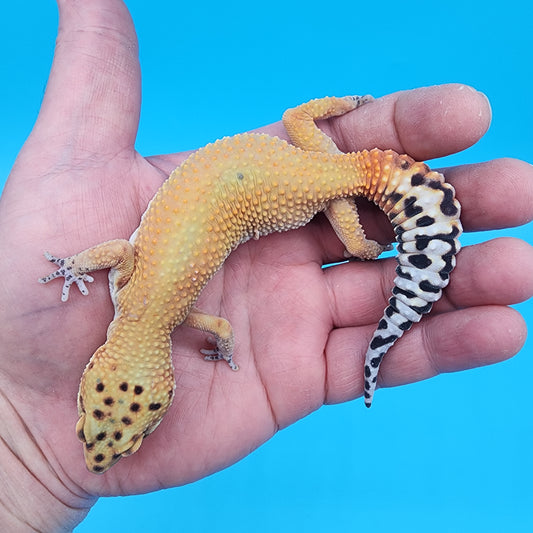 Female Clown Inferno Reverse Stripe