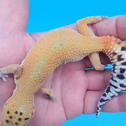 Female Clown Inferno Reverse Stripe