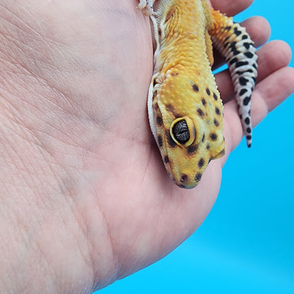 Female Clown Inferno Reverse Stripe