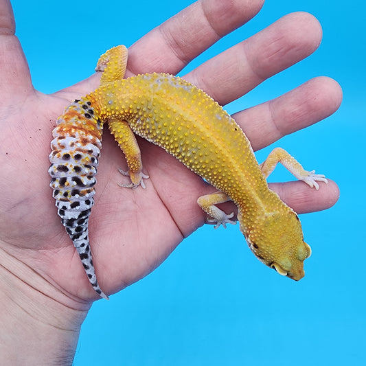 Female Black Blood Red Diamond Red Stripe