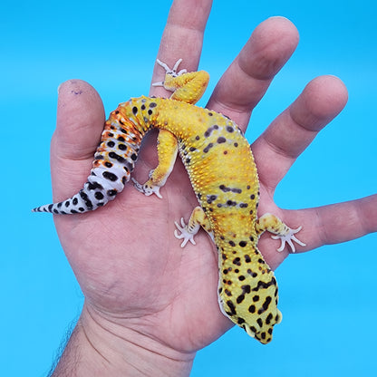 Male Fire Bold Emerine het Cipher