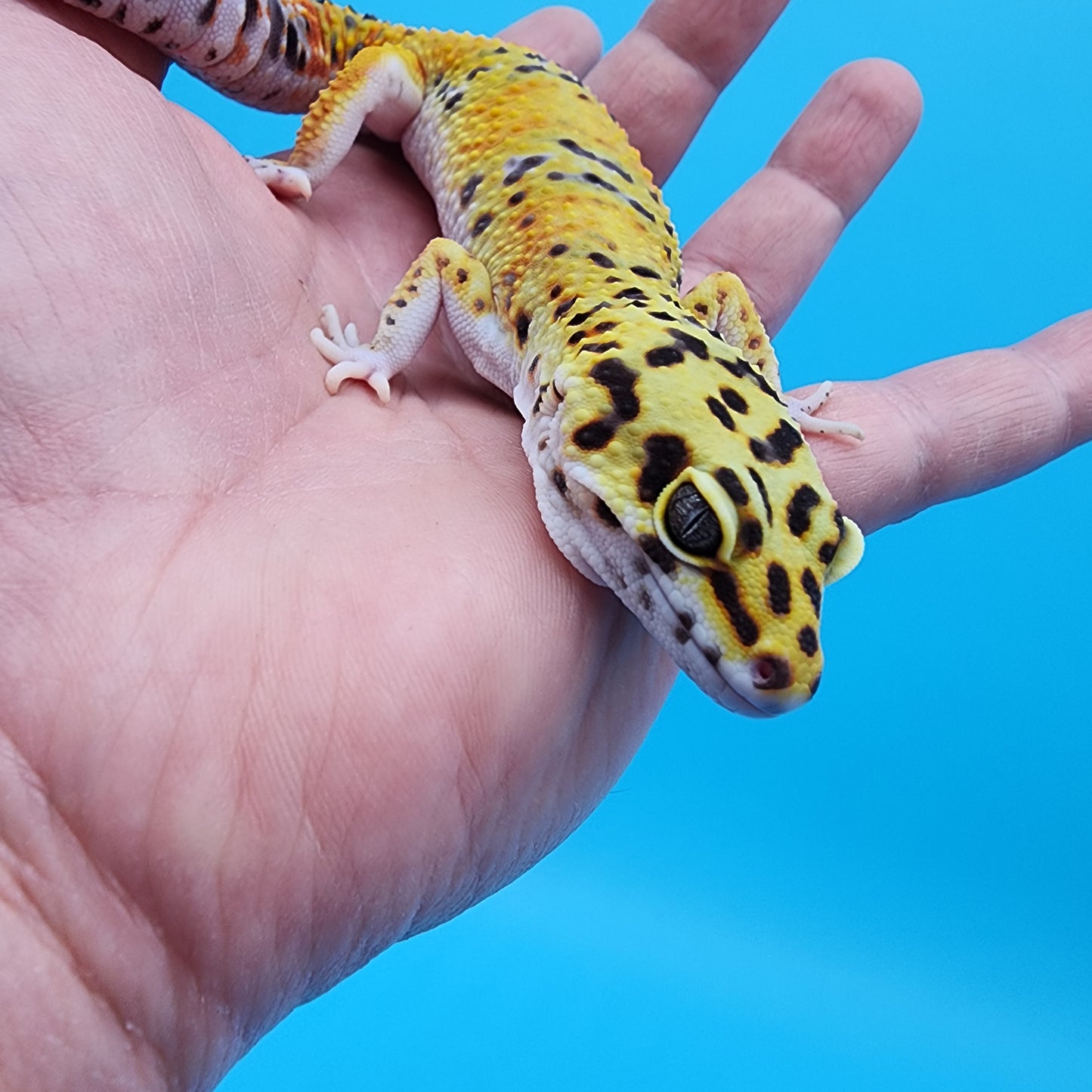 Male Fire Bold Emerine het Cipher