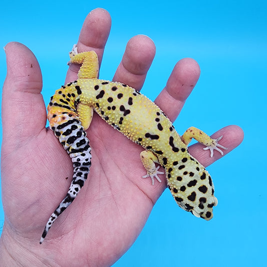 Male Hyper Xanthic Bold