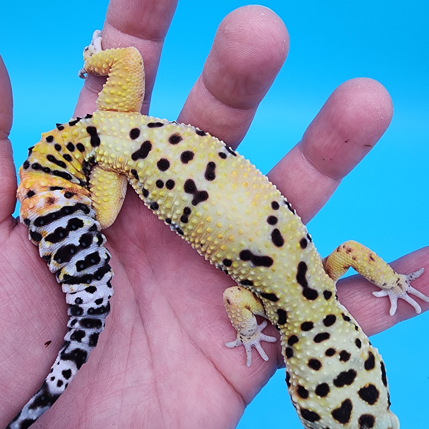 Male Hyper Xanthic Bold
