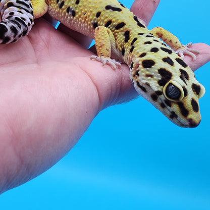 Male Hyper Xanthic Bold