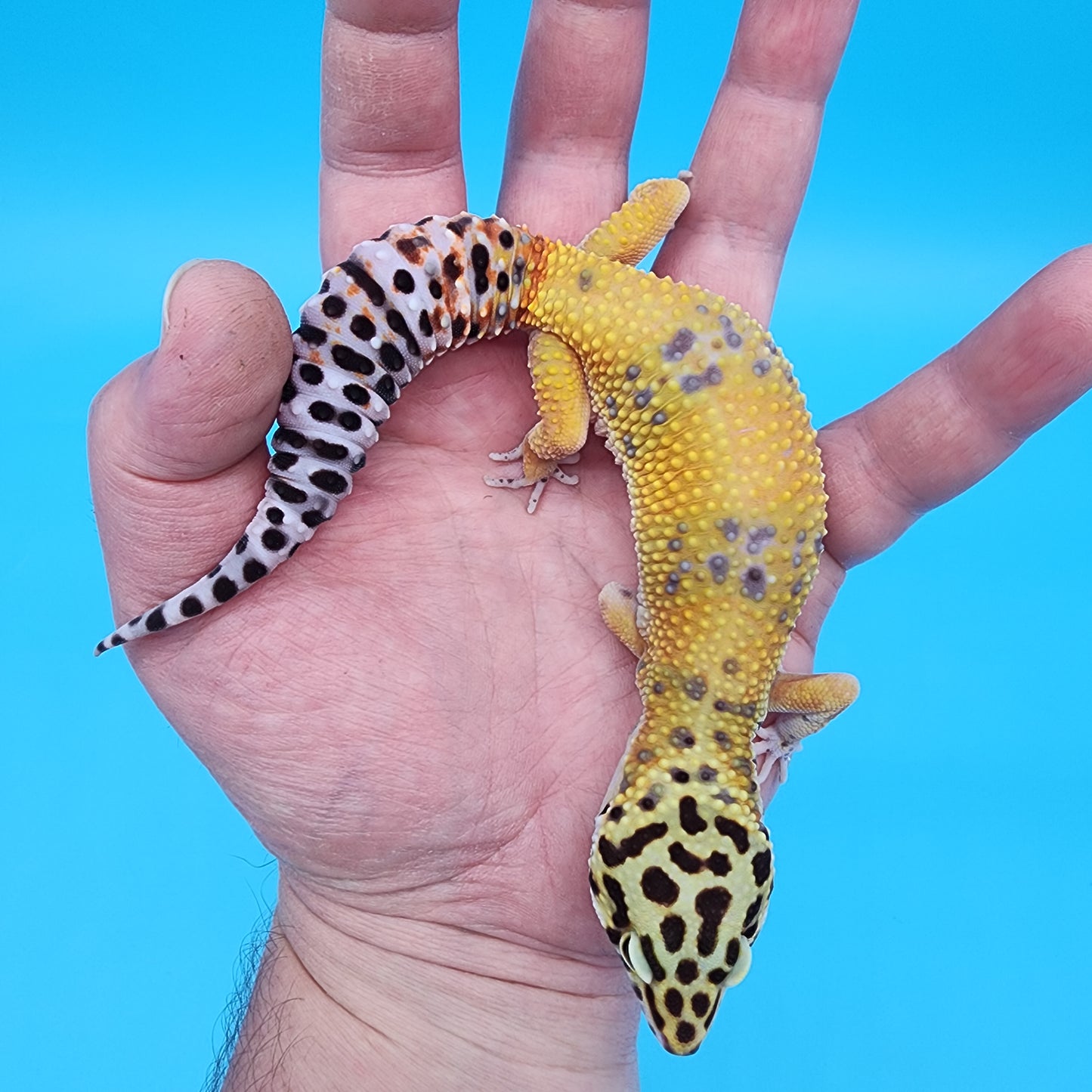 Female Giant Blood Emerine Fire Bold possible het Cipher