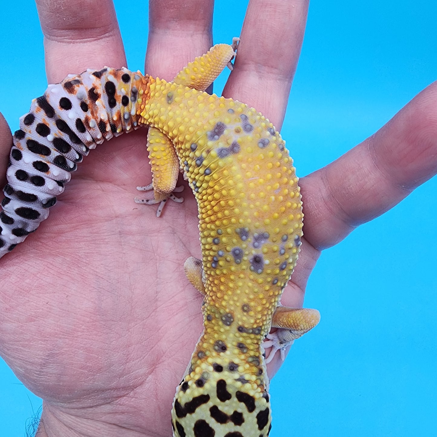 Female Giant Blood Emerine Fire Bold possible het Cipher