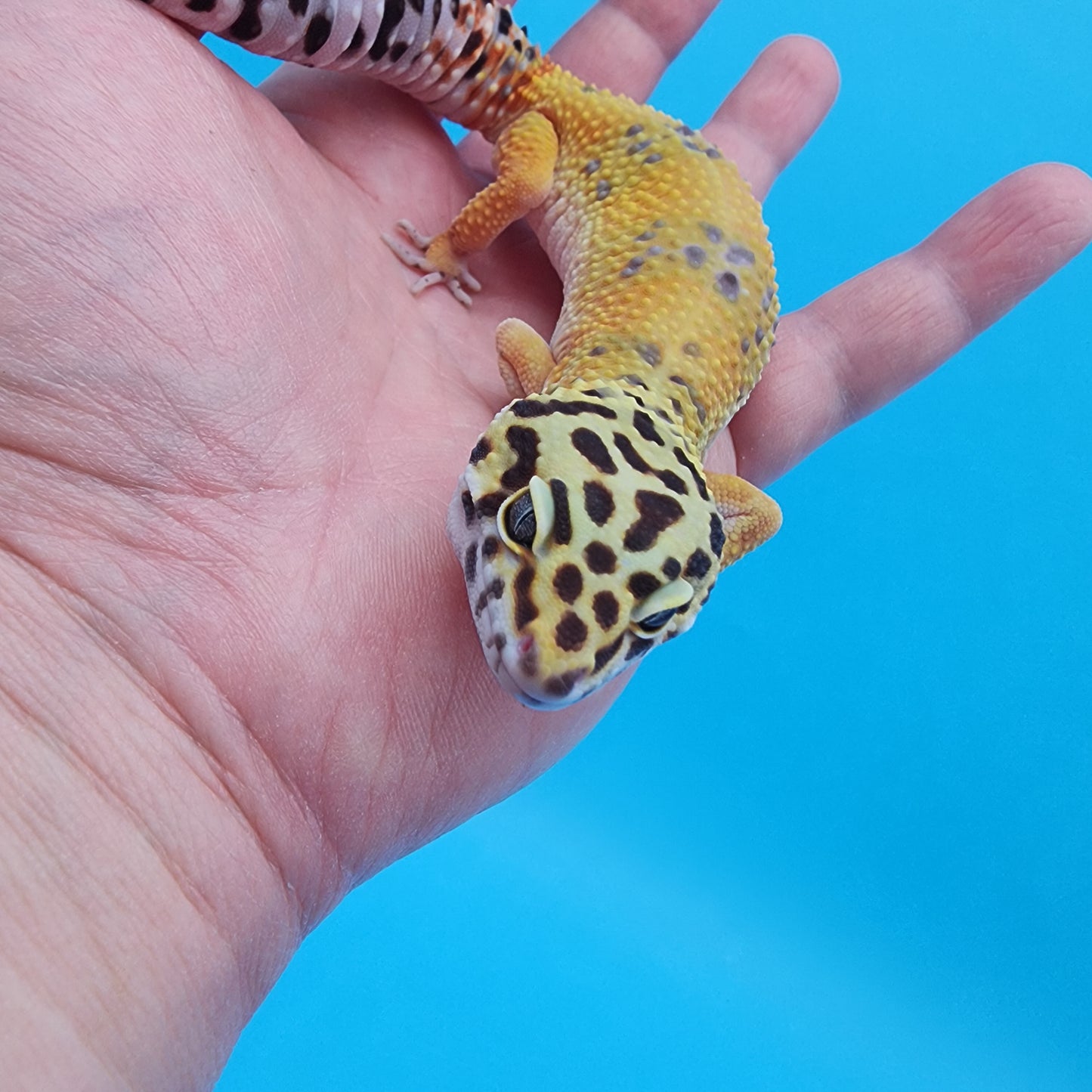 Female Giant Blood Emerine Fire Bold possible het Cipher