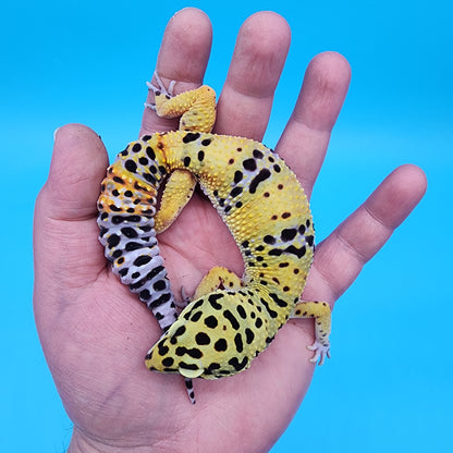 Male Fire Bold Emerine het Cipher