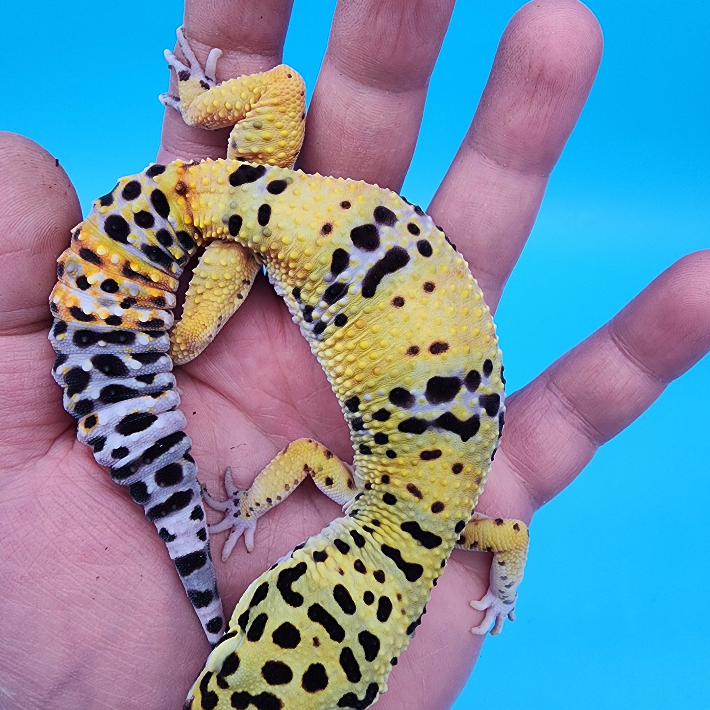 Male Fire Bold Emerine het Cipher