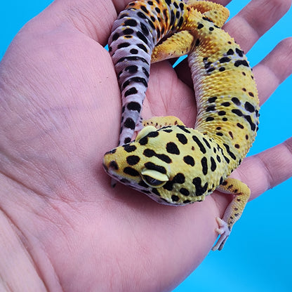 Male Fire Bold Emerine het Cipher