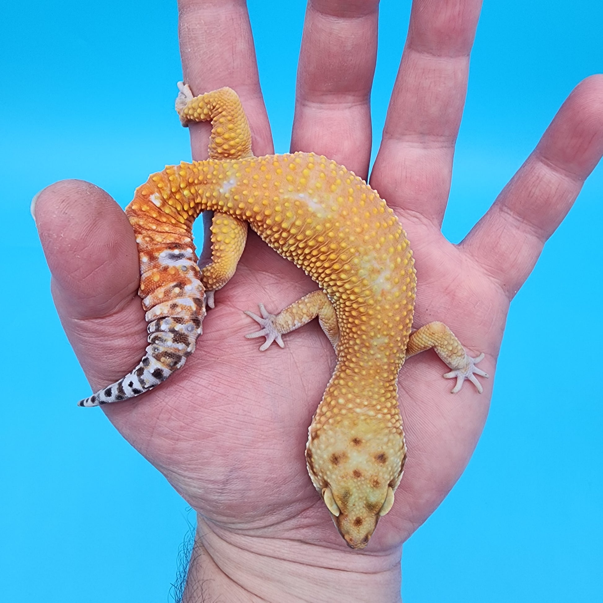 Female Black Blood Purple Head 50% het RAPTOR – Geeky Gecko Creations