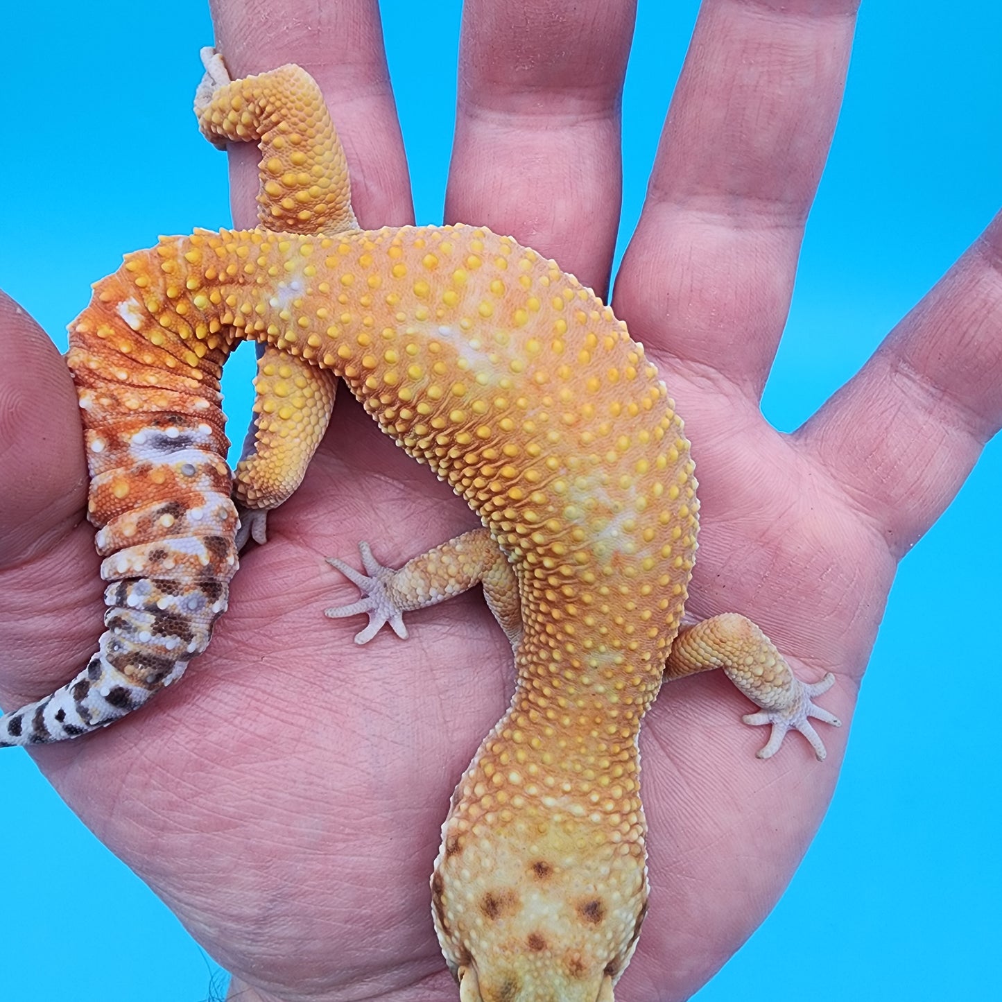 Female Black Blood Purple Head 50% het RAPTOR