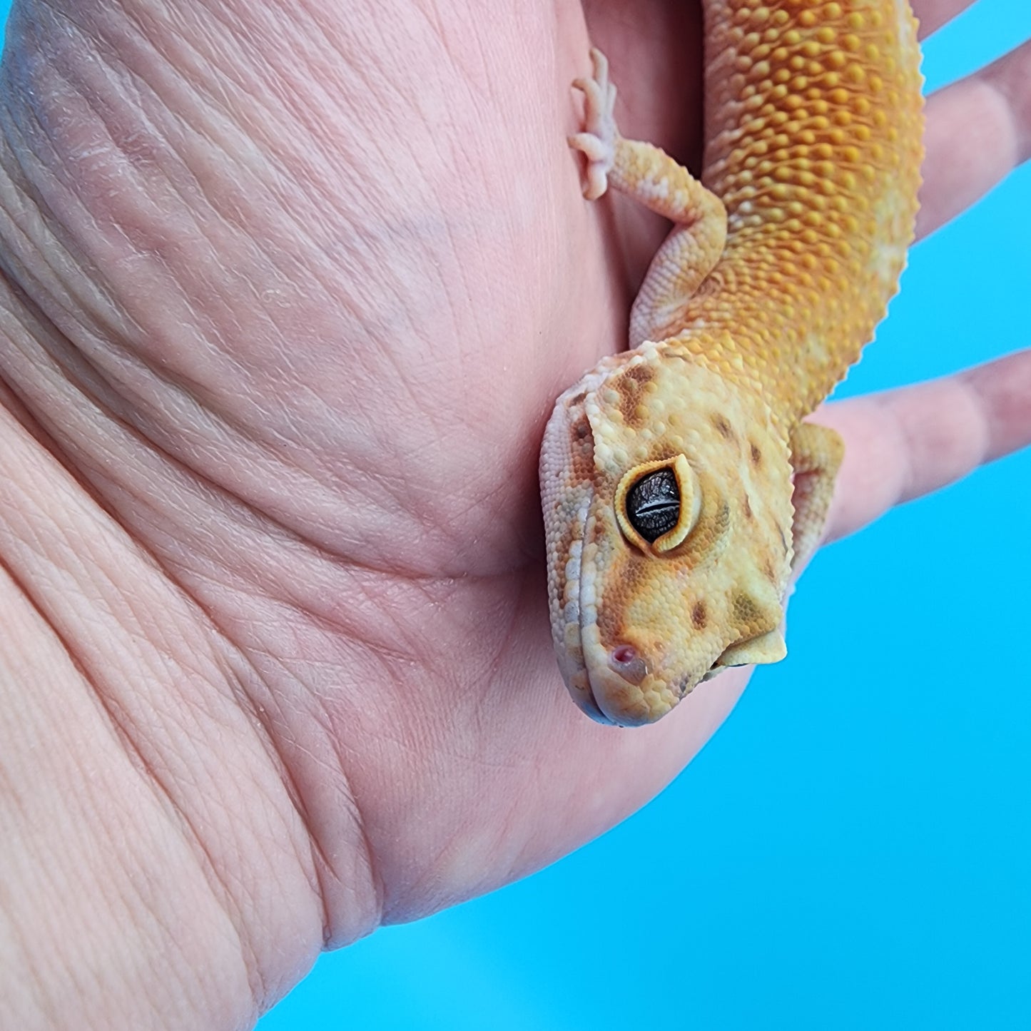 Female Black Blood Purple Head 50% het RAPTOR