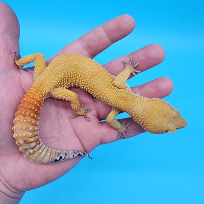 Male Tangerine Tornado Blood possible het Bell