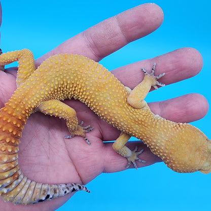 Male Tangerine Tornado Blood possible het Bell