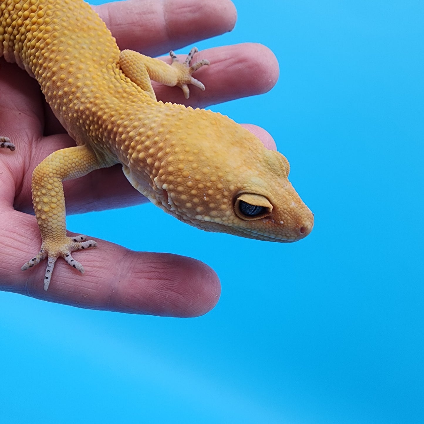 Male Tangerine Tornado Blood possible het Bell