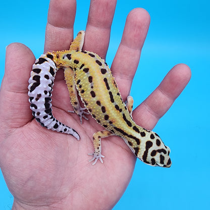 Female Probable Fire Bold Red Stripe Bandit (No genetics provided acquired from another collection)