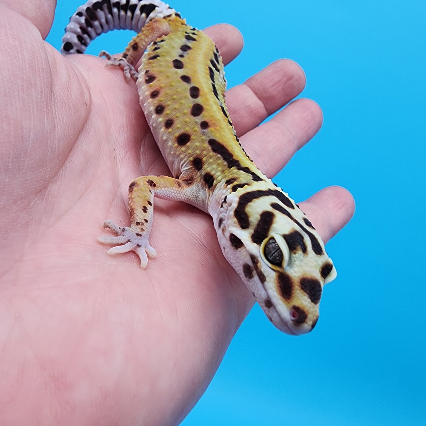 Female Probable Fire Bold Red Stripe Bandit (No genetics provided acquired from another collection)