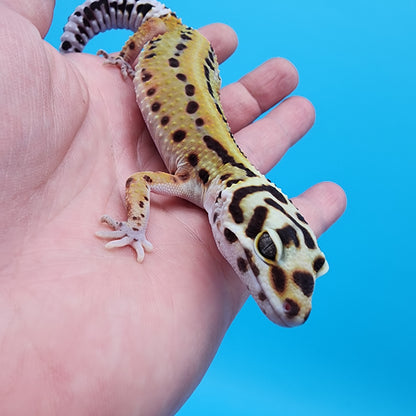 Female Probable Fire Bold Red Stripe Bandit (No genetics provided acquired from another collection)