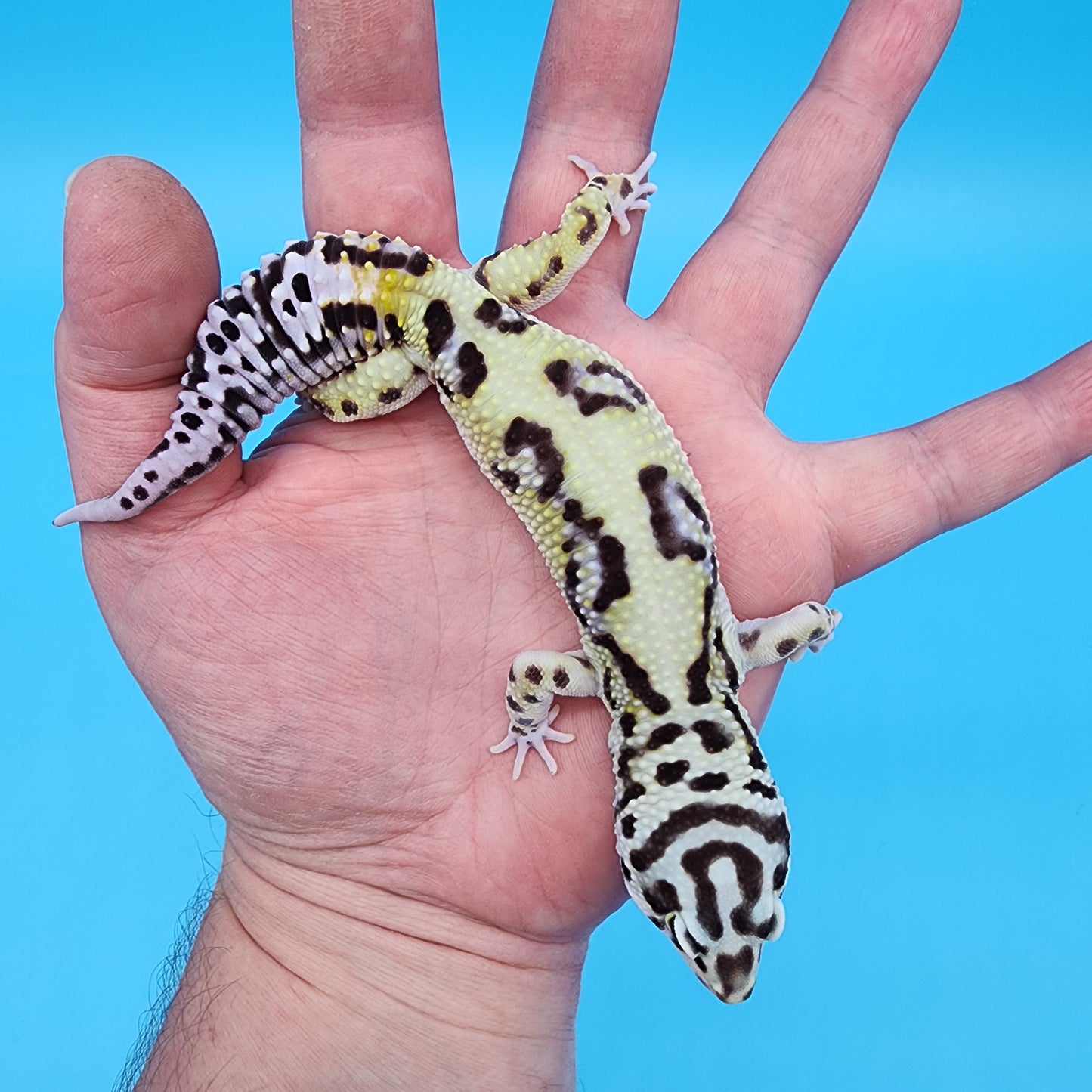 Male Hyper Xanthic Bold Bandit