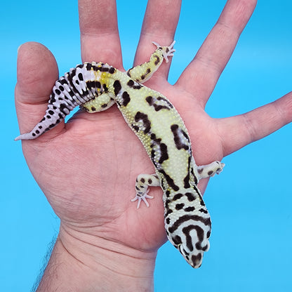 Male Hyper Xanthic Bold Bandit