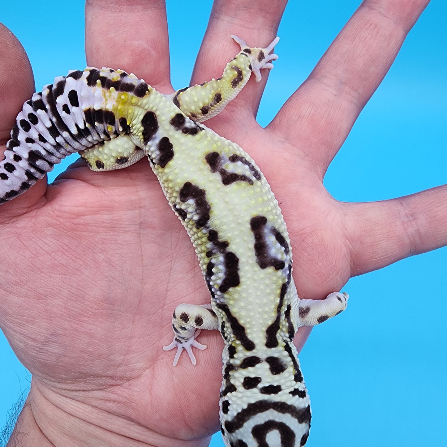 Male Hyper Xanthic Bold Bandit